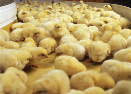 Humidification pour les aires de reproduction des poulets