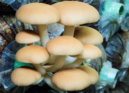 Humidification pour les pépinières de champignons