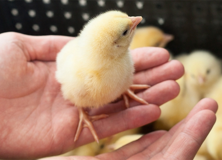 Luchtbevochtiging voor broedplaatsen van kippen